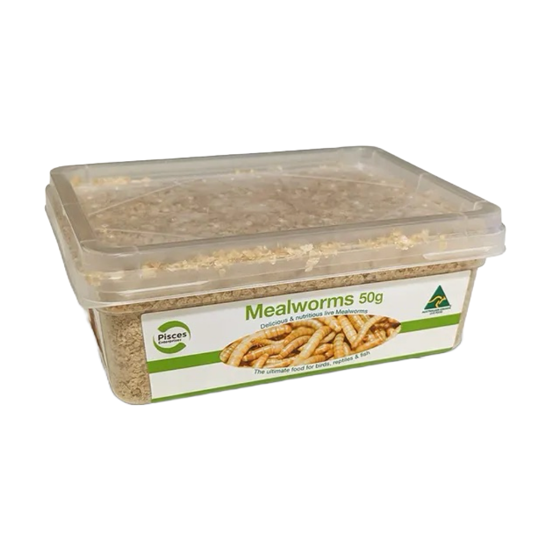 Pisces LIVE Regular Mealworms