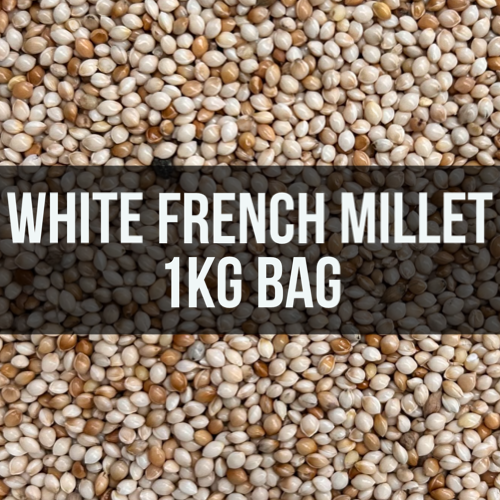 Avigrain White French Millet