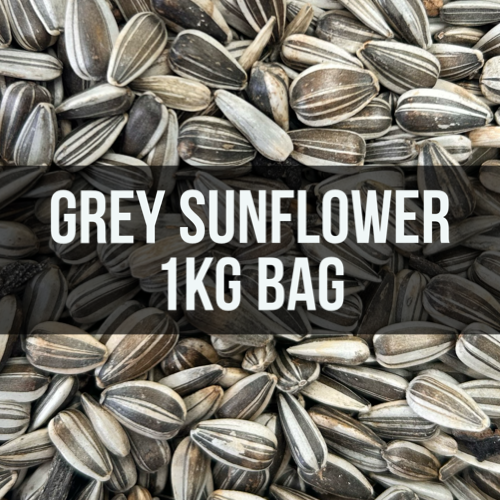 Avigrain Grey Sunflower Seeds