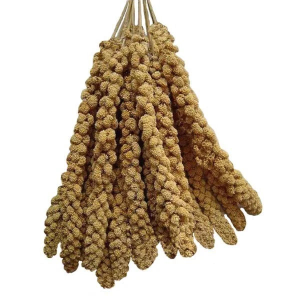 Elite Panican Millet Spray