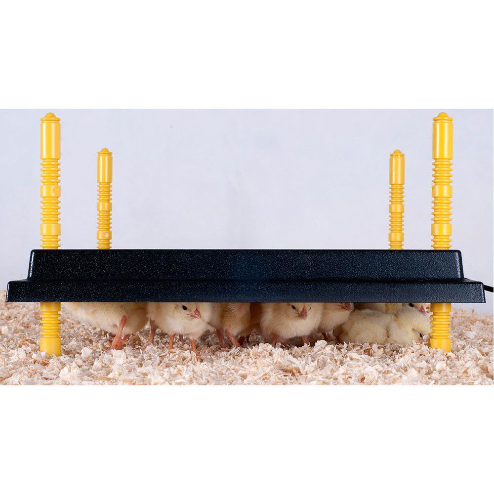 Poultry Chick Warmer Plate 25cm x 25cm Square To Help Keep Baby Chicks Warm