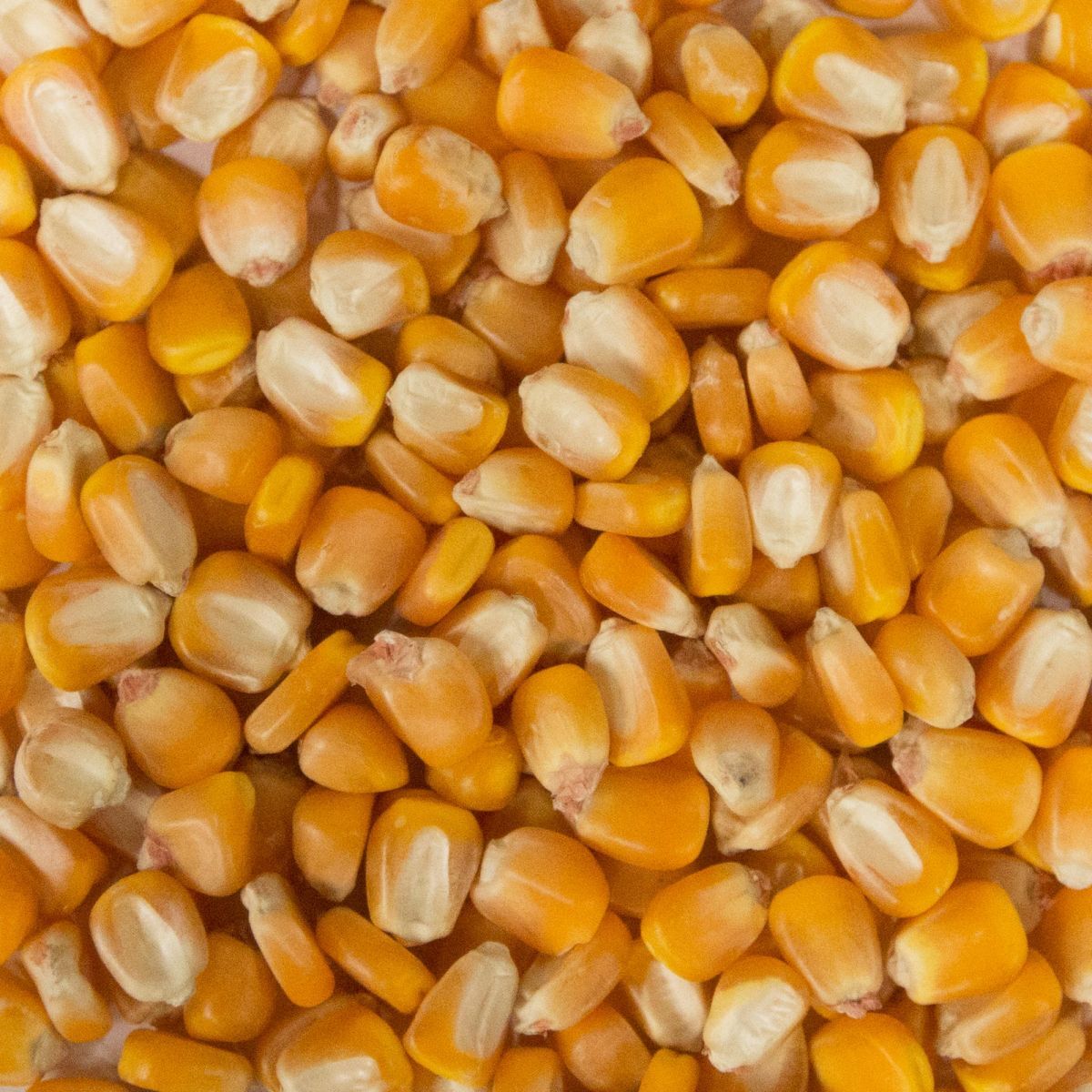 Whole Corn (JM Produce) 25kg
