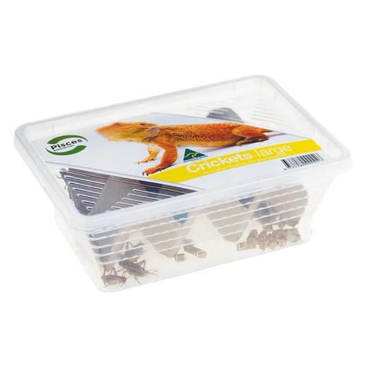 Pisces LIVE Crickets