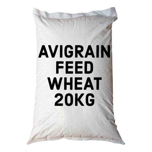 Avigrain Wheat