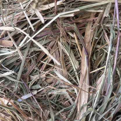 Rhodes Grass Roundbales (B Grade)