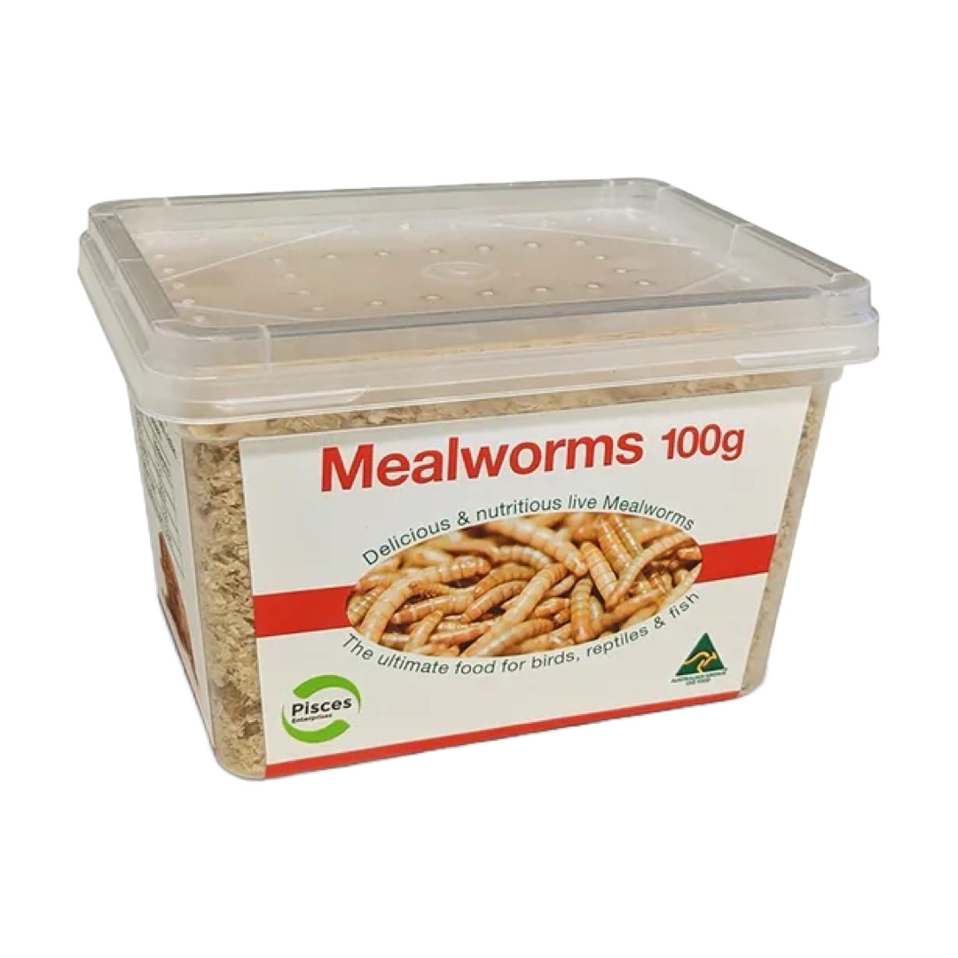 Pisces LIVE Regular Mealworms