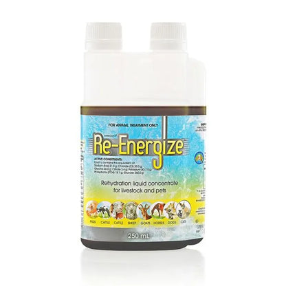 IAH Re-Energize