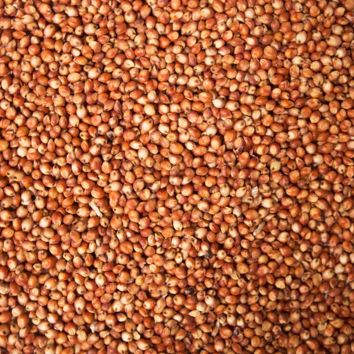 Milo (Sorghum) JM Produce 25kg