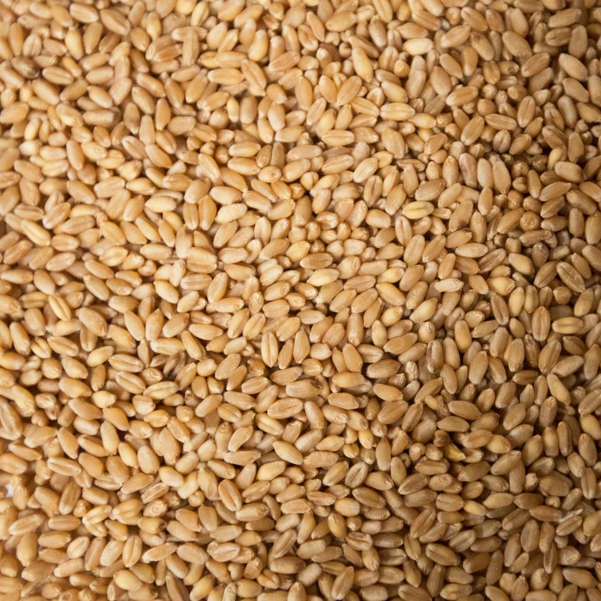 Hard Wheat (JM Produce) 25kg