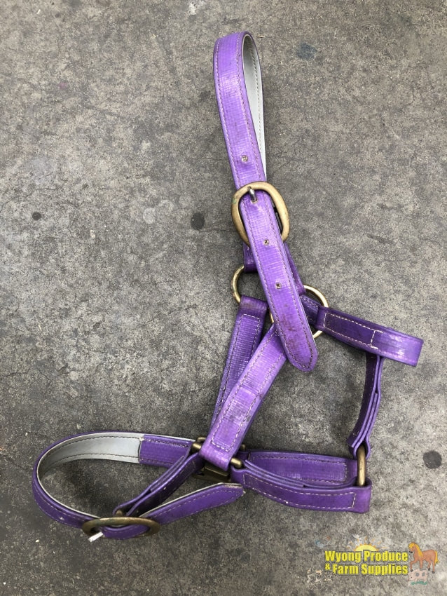 Purple Pvc Halter. Pony Size (213316)